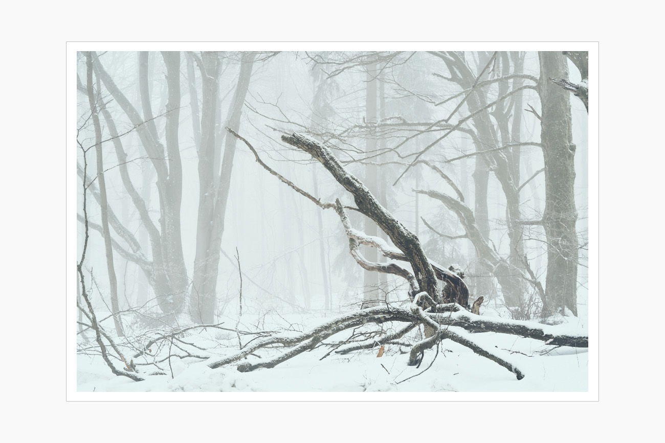 Max Schiefele Alle Bilder DS100022